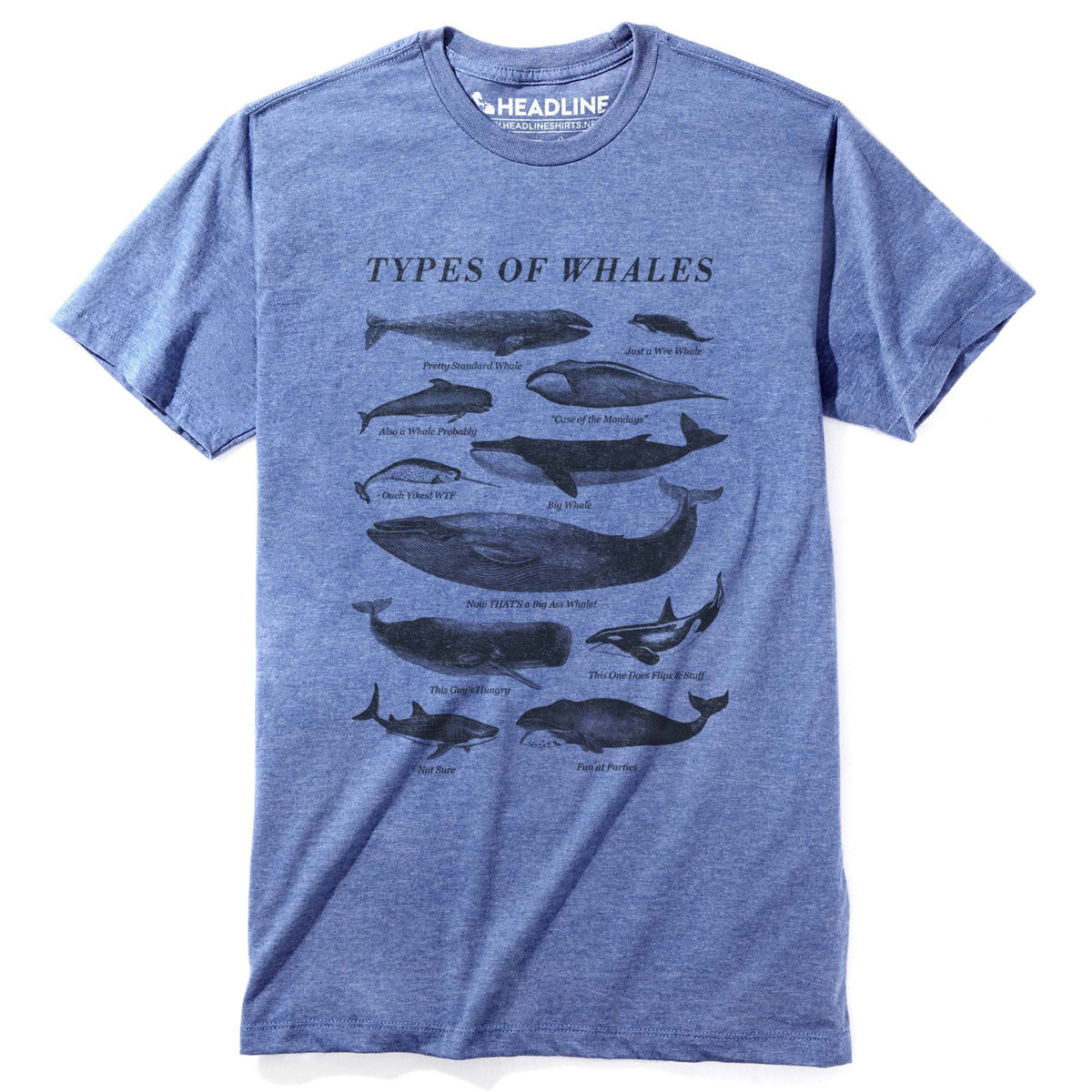 Men&#39;s Types Of Whales Funny Marine Life Graphic T-Shirt | Vintage Chart Nature Tee | Solid Threads